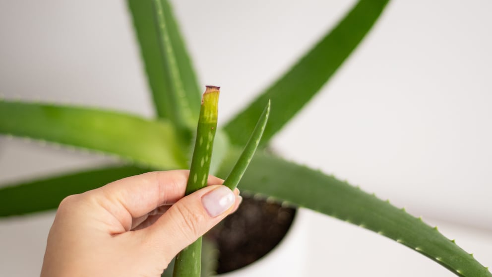 If the aloe vera plant has yellow tips, various care mistakes may be responsible.