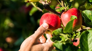 Fruit Tree for Beginners