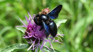 Blue-black carpenter bee on a flower