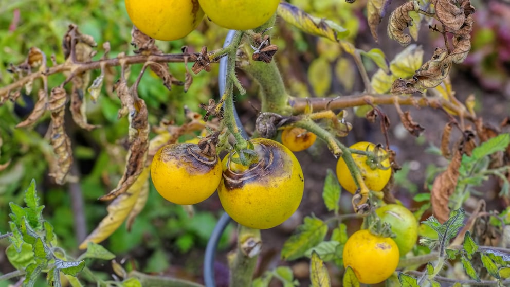 Tomato Blight