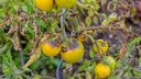 Tomato Blight