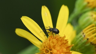Strawberry blossom weevil on a flower