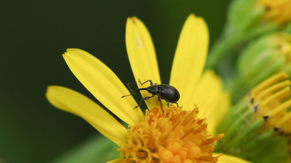Strawberry blossom weevil on a flower