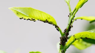 Aphids feed on plant sap, significantly harming the garden's plants.
