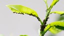 Aphids feed on plant sap, significantly harming the garden's protégés.