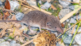 Field Shrew on Leaves and Stones
