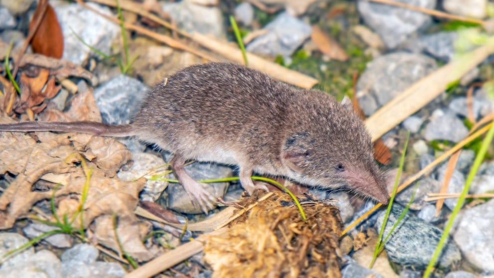 Field Shrew on Leaves and Stones
