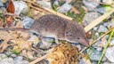 Field Shrew on Leaves and Stones