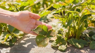 If strawberries have yellow leaves, it could be due to care mistakes or the age of the plant.