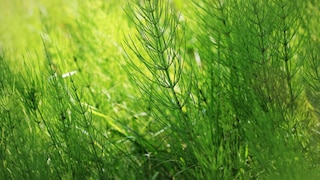 Once horsetail has spread in the garden, it is difficult to get rid of.