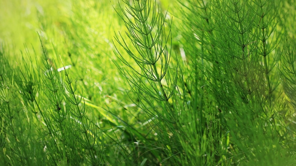 Once horsetail has spread in the garden, it is difficult to get rid of.
