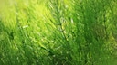 Once horsetail has spread in the garden, it is difficult to get rid of.