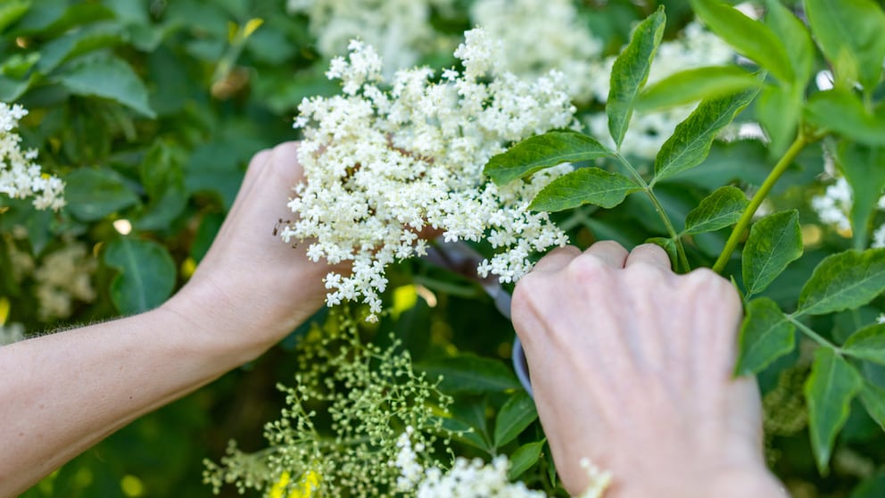 In late May and June, the elderberry is in full bloom.