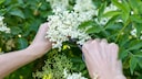 In late May and June, the elderberry is in full bloom.