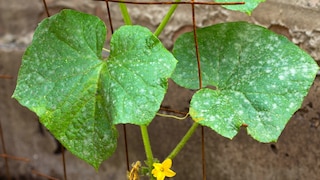 One should distinguish between true and false mildew.