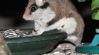 The garden dormouse (Eliomys quercinus) has been named the Garden Animal of the Year 2025.