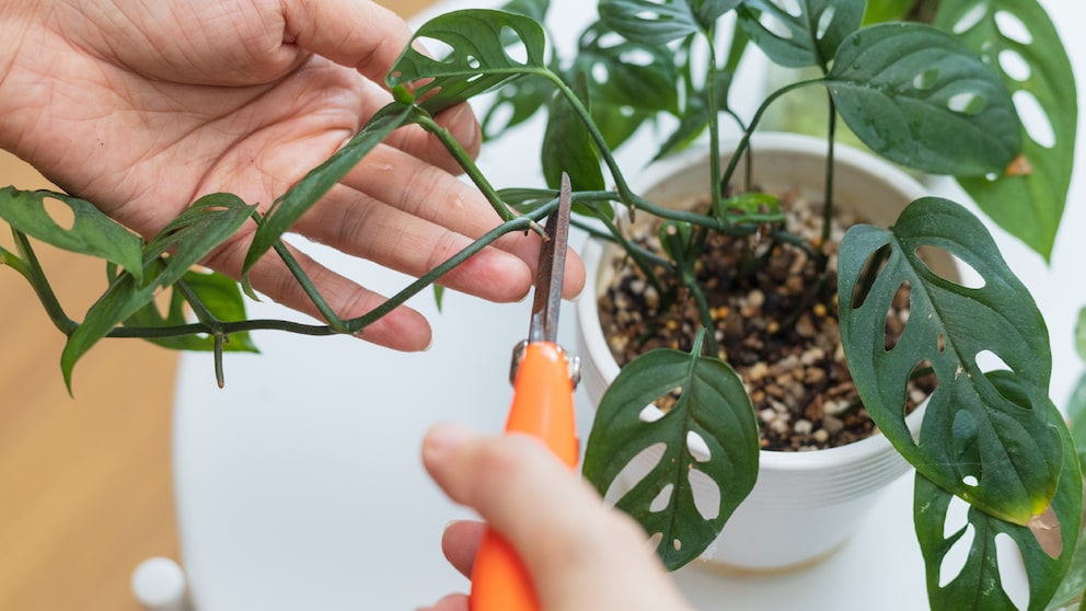 If you want to prune your Monstera, there are a few things to keep in mind.