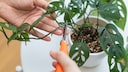 If you want to prune your Monstera, there are a few things to keep in mind.