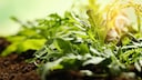 Arugula is healthy and delicious, but unfortunately, it's not easy to find at garden centers.