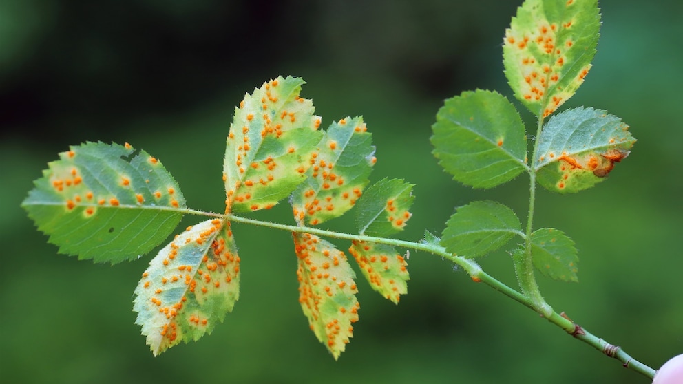 Rose rust not only looks unpleasant, but it is also a nasty fungal disease.