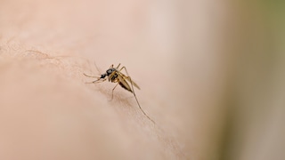 Finding Mosquitoes in the Room