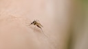 Finding Mosquitoes in the Room