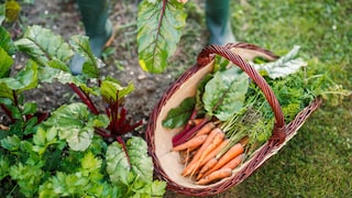 Growing your own vegetables is becoming increasingly popular. But which vegetable is the most popular for home gardening?