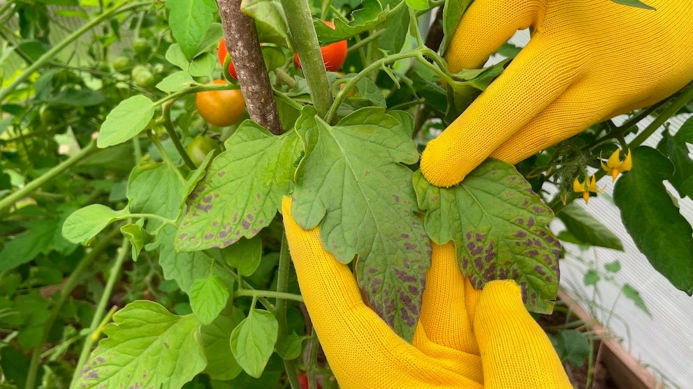 Tomatoes are generally considered relatively easy to care for, but for a bountiful harvest, hobby gardeners should also familiarize themselves with potential diseases.