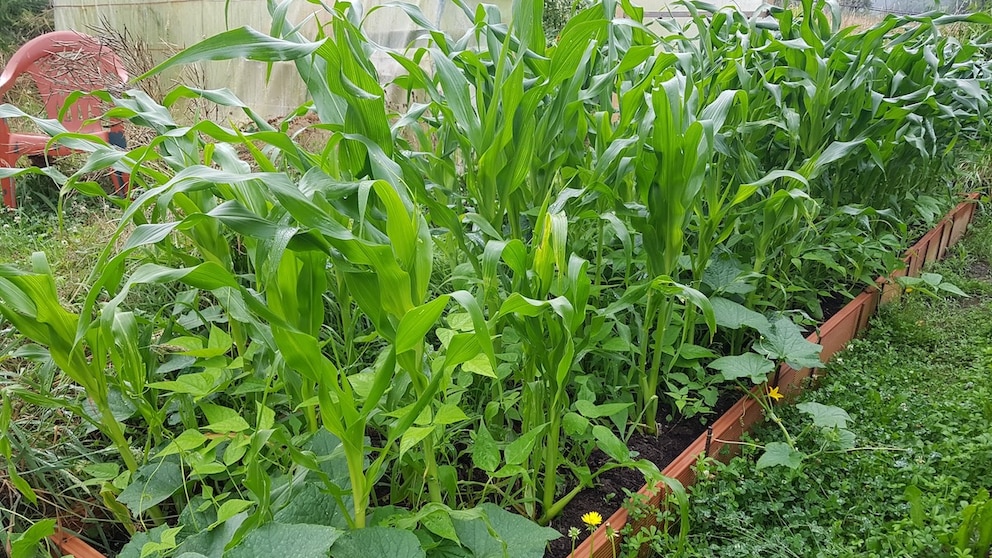 By using a Milpa garden bed, one taps into ancient knowledge. This method was used by the Maya, among others, to grow their vegetables.