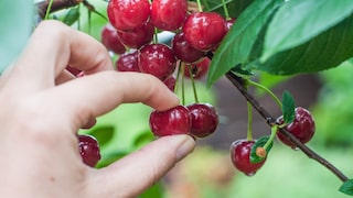 During cherry harvest, the question often arises: When exactly are the cherries ripe and ready for picking?