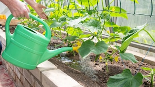 For tomatoes, it's a fertilizer, but what happens to cucumbers when you water them with saltwater?