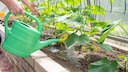 For tomatoes, it's a fertilizer, but what happens to cucumbers when you water them with saltwater?