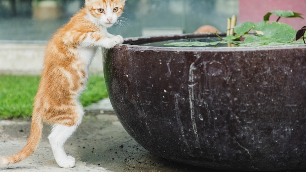 Protecting Animals, Water, and Gardens