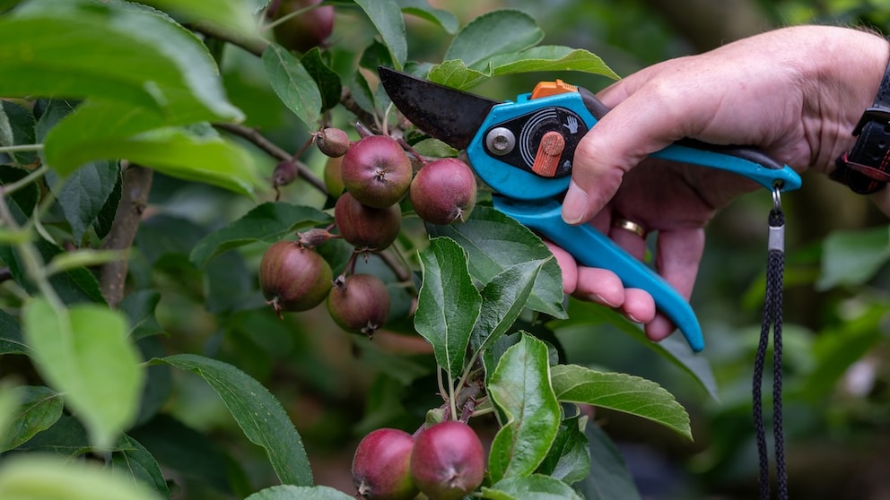Thinning Fruit Can Be Very Beneficial