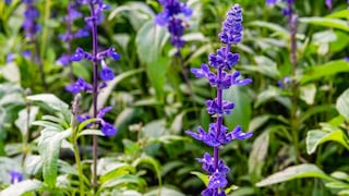 Sage should be "harvested" either just before it blooms or shortly after the flowers open.