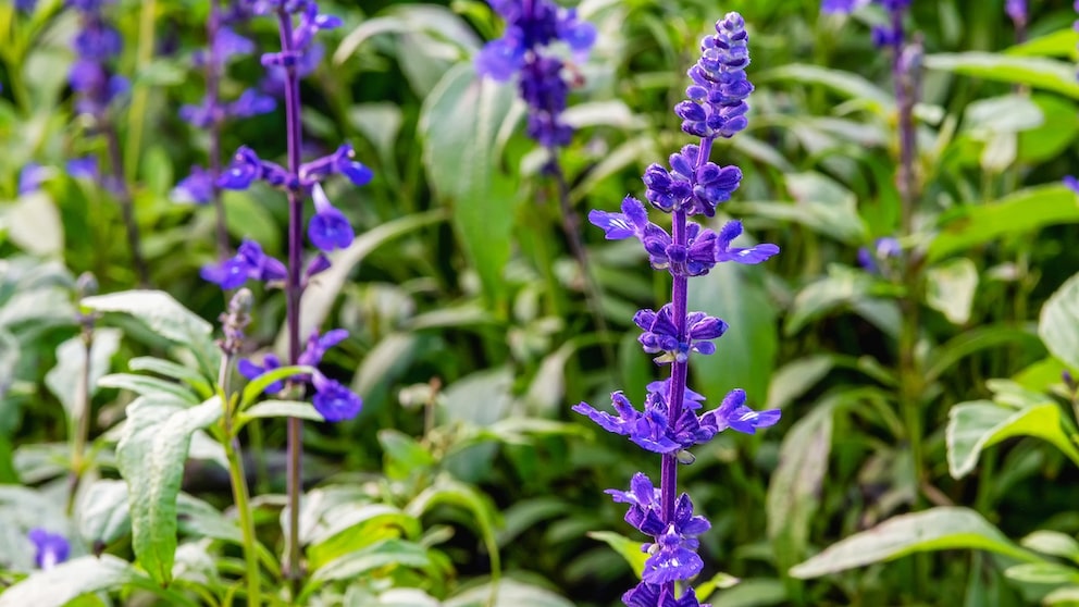 Sage should be "harvested" either just before it blooms or shortly after the flowers open.