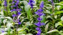 Sage should be "harvested" either just before it blooms or shortly after the flowers open.