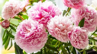 Peony Vase