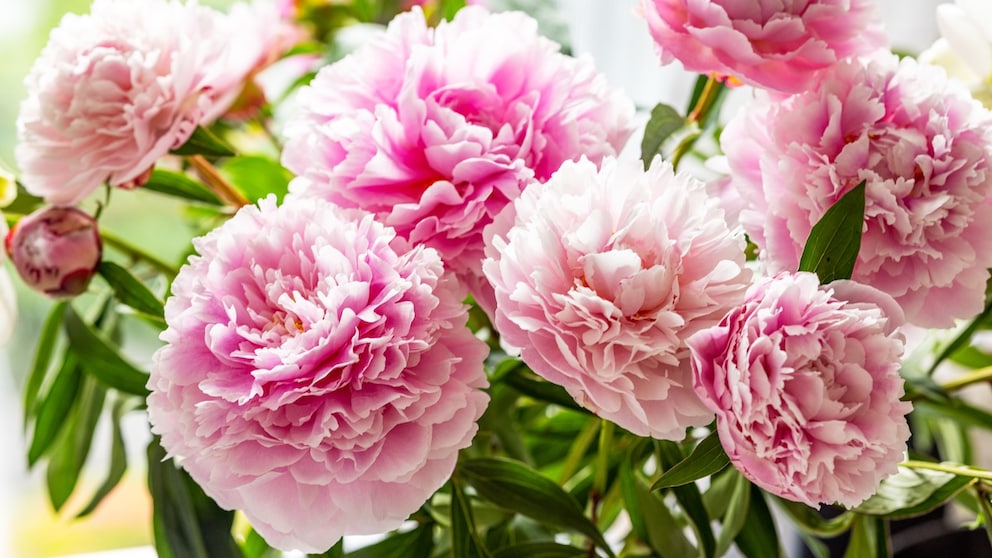 Peony Vase