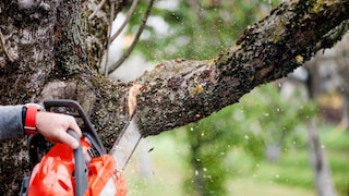 When pruning, trees sustain large wounds. Should these be treated with ash?