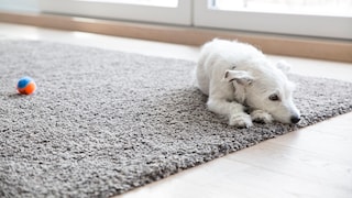 Some rugs are simply too large for the washing machine. However, sometimes they require a wet cleaning.