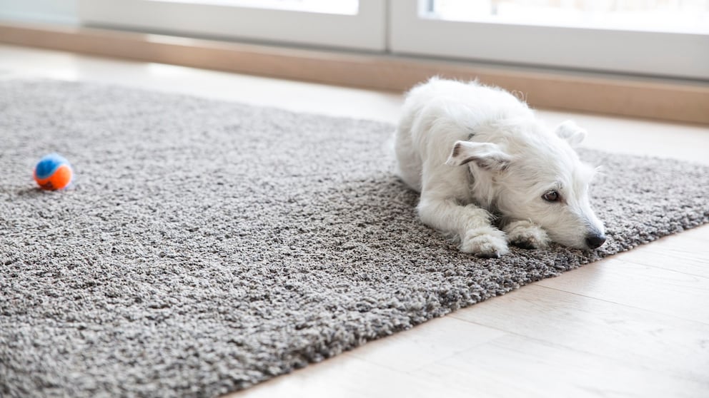 Some rugs are simply too large for the washing machine. However, sometimes they require a wet cleaning.