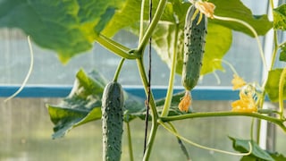 For cucumbers to develop large fruits, they need an adequate supply of nutrients.