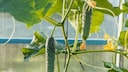 For cucumbers to develop large fruits, they need an adequate supply of nutrients.