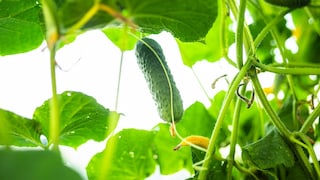 Cucumbers can sometimes dry out while still on the plant. This isn't always a cause for concern.