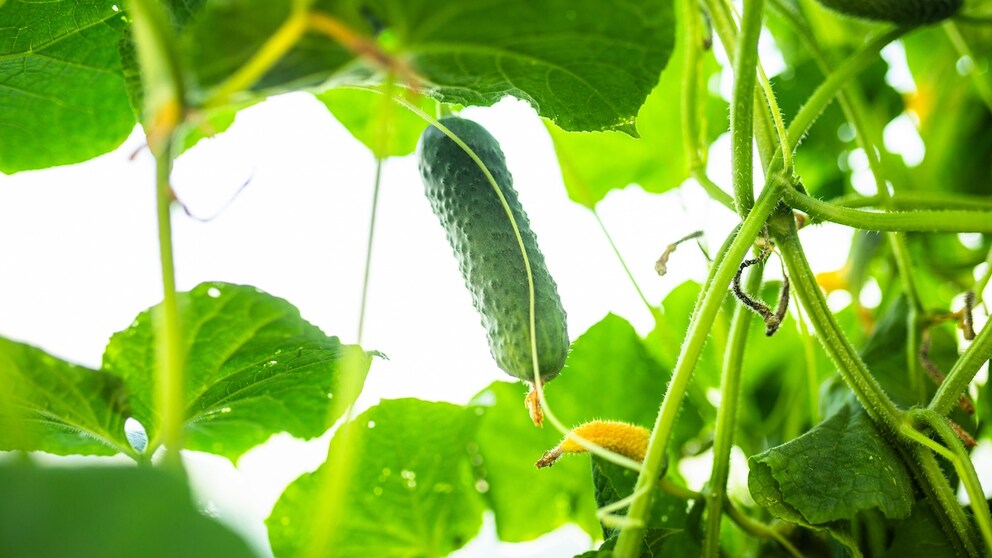 Cucumbers can sometimes dry out while still on the plant. This isn't always a cause for concern.