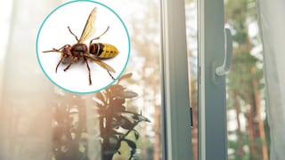 Hornet in the House