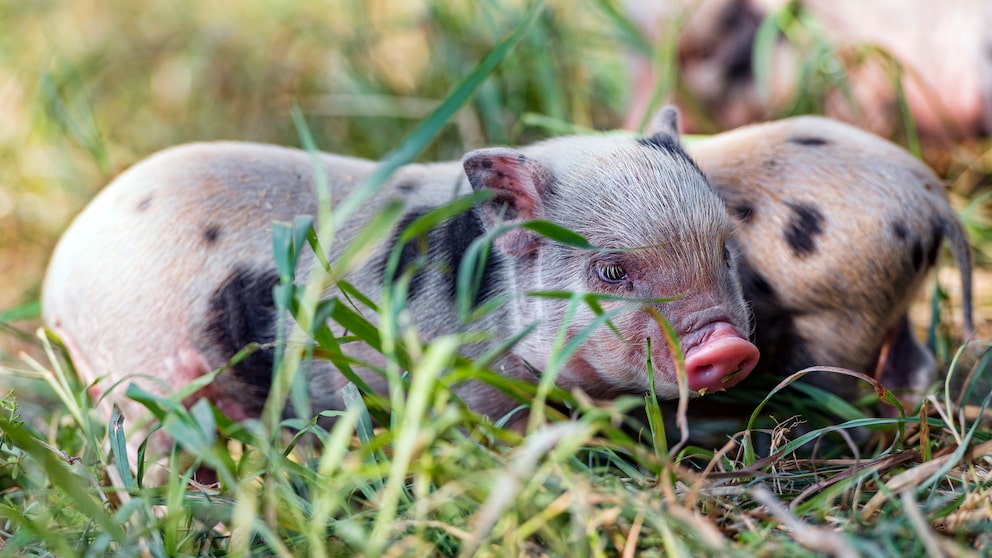 Mini Pig