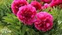 If peonies in the garden refuse to bloom, there could be several reasons.
