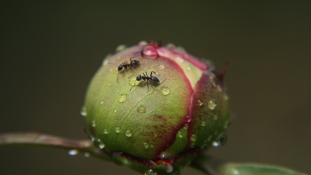 Why Are Ants Often Found on Peonies?